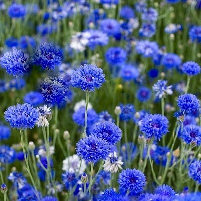 Rudzupuķes Blue Boy 10 g Muller - Puķes - profesionālās izsvērtās sēklas -  Sēklu tirdzniecība internetā